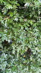 Magnoliopsida