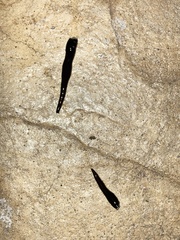 Platydemus manokwari