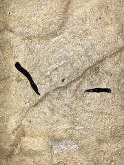 Platydemus manokwari