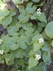 Maianthemum dilatatum