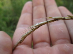 Elymus trachycaulus subsecundus
