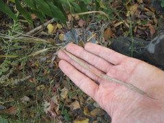 Elymus trachycaulus subsecundus