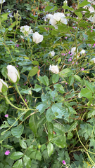 Magnoliopsida