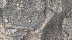 Cellana sandwicensis