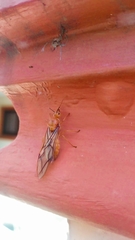 Oecophylla smaragdina