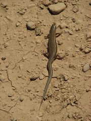Ctenotus strauchii