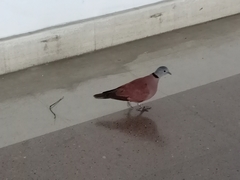 Streptopelia tranquebarica