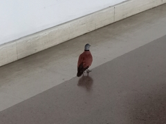 Streptopelia tranquebarica