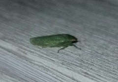 Cicadellidae