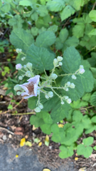 Rubus