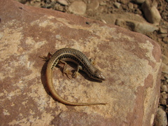 Ctenotus strauchii
