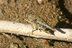 Paratettix cucullatus