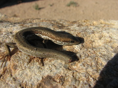 Morethia adelaidensis