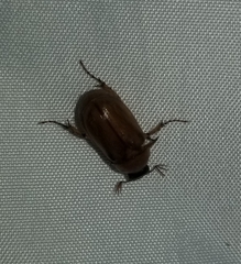 Scarabaeidae