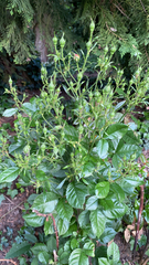 Magnoliopsida