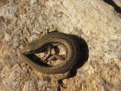 Morethia adelaidensis