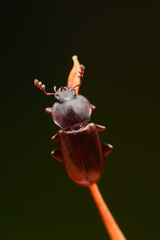 Platyceroides laticollis