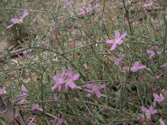 Stephanomeria exigua exigua