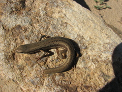 Morethia adelaidensis