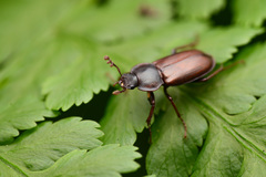 Platyceroides laticollis