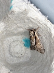 Paradrymonia vittata