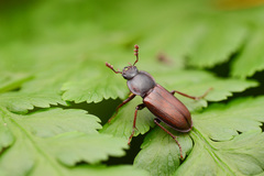 Platyceroides laticollis