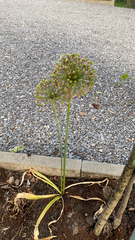 Allium
