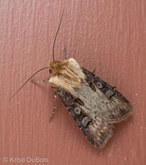 Agrotis vancouverensis