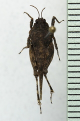 Paratettix cucullatus