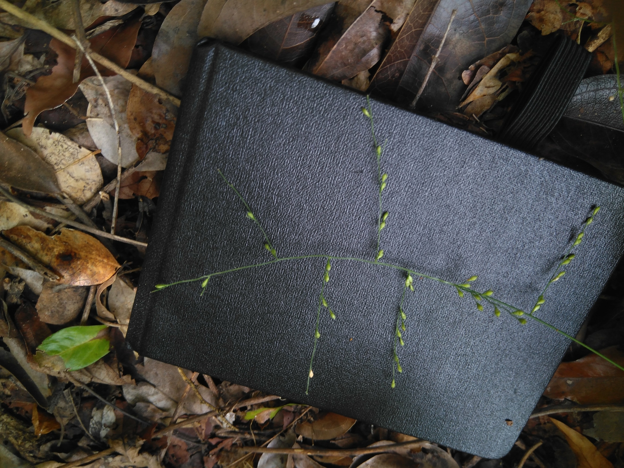 (c) Joan Prunera-Olivé, certains droits réservés (CC BY-NC) https://www.inaturalist.org/observations/9953845