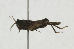 Paratettix cucullatus