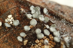 Diderma hemisphaericum