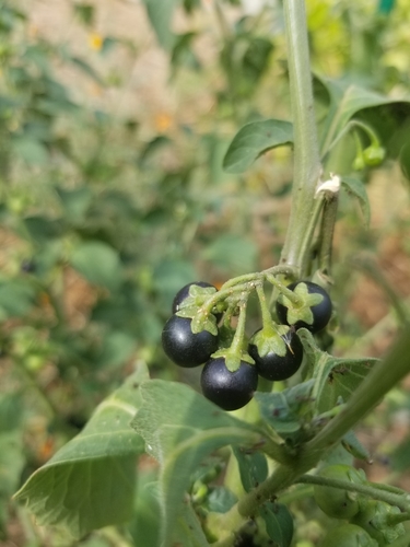 photo of Black Nightshade (Solanum nigrum)