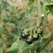photo of Black Nightshade (Solanum nigrum)