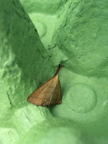 pamora červenkastá (Polypogon gryphalis)