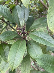 Clermontia parviflora