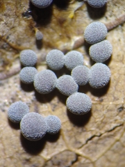 Badhamia foliicola