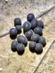 Badhamia foliicola