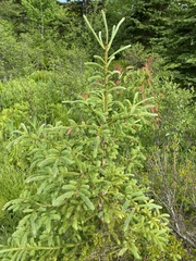 Picea glauca glauca