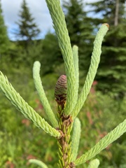 Picea glauca glauca