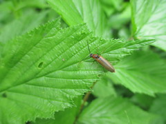 Denticollis linearis