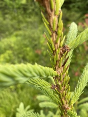 Picea glauca glauca