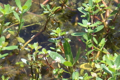 Erythrodiplax minuscula