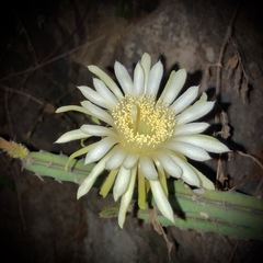 Acanthocereus cuixmalensis