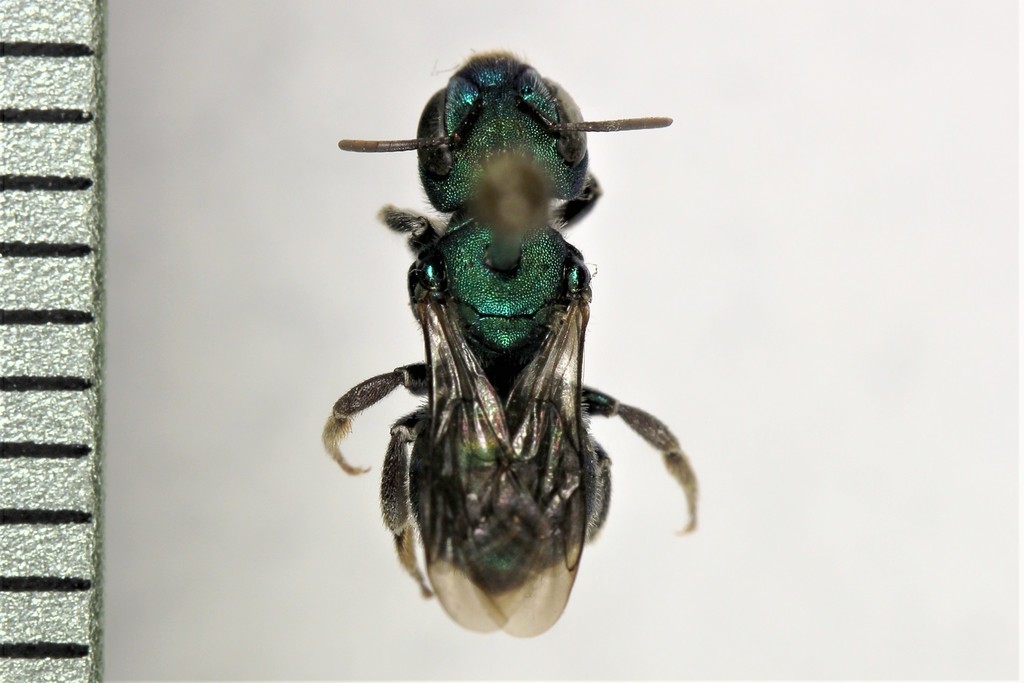 Osmia regulina