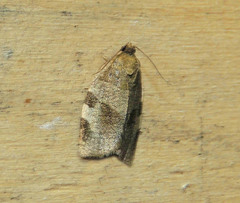 Choristoneura hebenstreitella