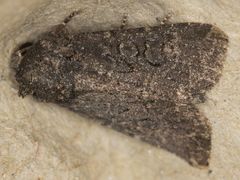 Aseptis fumosa