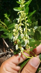 Leucothoe davisiae