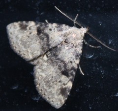 Metalectra quadrisignata