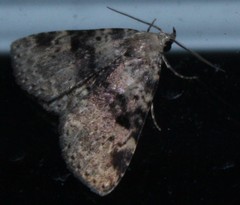 Metalectra quadrisignata